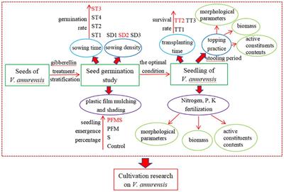 Topping and NPK fertilization alter seed germination, plant growth and active components of Valeriana amurensis
